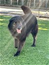 adoptable Dog in agoura hills, CA named LUCA