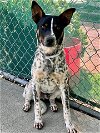 adoptable Dog in  named SPOTTY