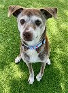 adoptable Dog in agoura hills, CA named KYLE