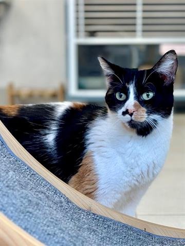 adoptable Cat in Agoura Hills, CA named PRINCESS