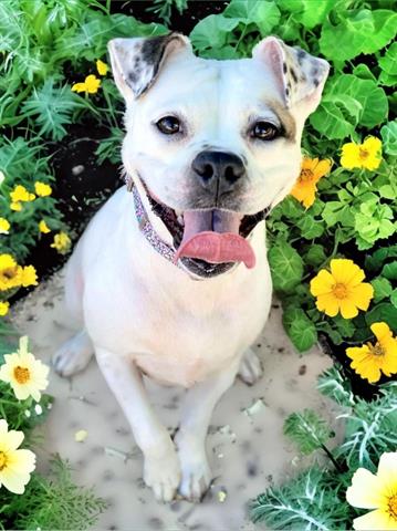 adoptable Dog in Agoura Hills, CA named SCARLET