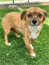 adoptable Dog in agoura hills, CA named LEO