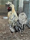 adoptable Chicken in agoura hills, CA named MR WHITE