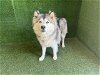 adoptable Dog in  named DASH