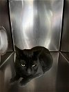 adoptable Cat in  named MIDNIGHT