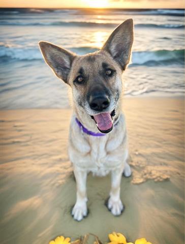 adoptable Dog in Agoura Hills, CA named FLOWER