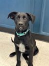 adoptable Dog in Agoura Hills, CA named PETE