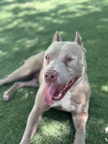 adoptable Dog in Agoura Hills, CA named LADY SANDY