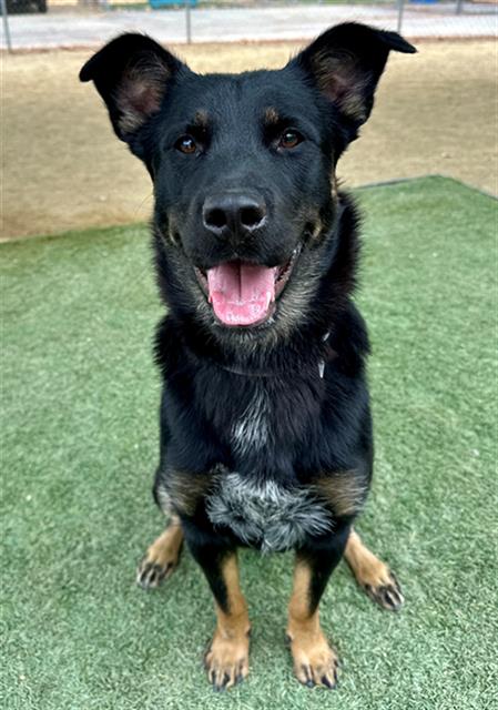 adoptable Dog in Agoura Hills, CA named MOKI