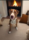 adoptable Dog in Agoura Hills, CA named LOKI