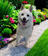 adoptable Dog in Agoura Hills, CA named KAYLA