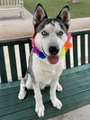 adoptable Dog in  named MAVERICK