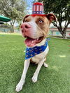 adoptable Dog in Agoura Hills, CA named KING