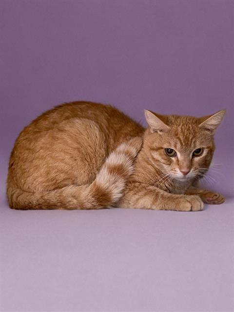 adoptable Cat in Agoura Hills, CA named RICHIE