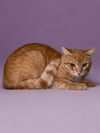 adoptable Cat in Agoura Hills, CA named RICHIE