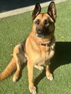 adoptable Dog in  named ATHENA