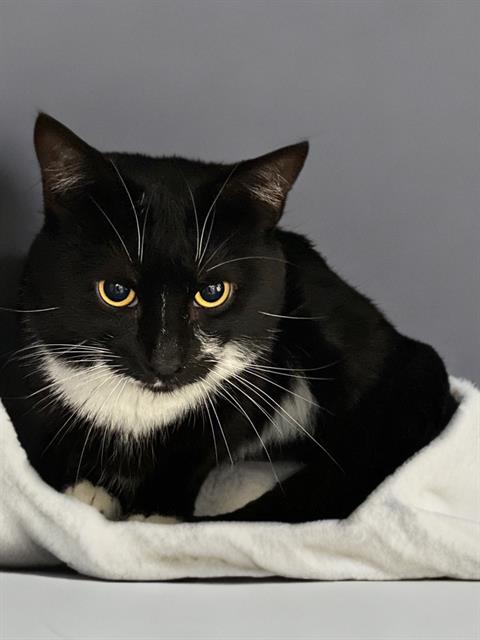 picture of the cat needing adoption