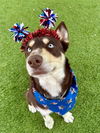 adoptable Dog in agoura hills, CA named BROWNIE