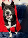 adoptable Dog in  named ARROW