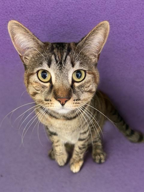 adoptable Cat in Agoura Hills, CA named MAIZY