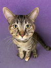 adoptable Cat in Agoura Hills, CA named MAIZY