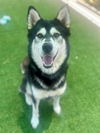 adoptable Dog in agoura hills, CA named CHER