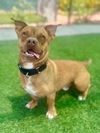 adoptable Dog in  named SONNY