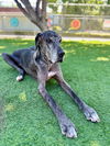 adoptable Dog in agoura hills, CA named DAKOTA