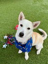 adoptable Dog in Agoura Hills, CA named LILY