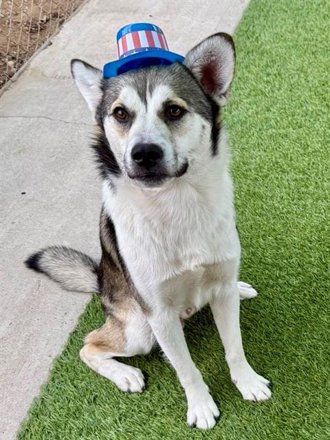 adoptable Dog in Agoura Hills, CA named MARSHALL