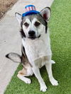 adoptable Dog in  named MARSHALL