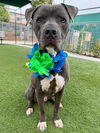 adoptable Dog in Agoura Hills, CA named HILO