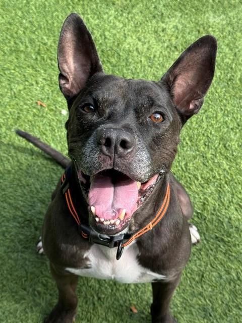 adoptable Dog in Agoura Hills, CA named BRUCE