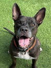 adoptable Dog in agoura hills, CA named BRUCE