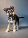 adoptable Dog in Agoura Hills, CA named ROBBY