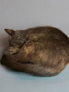 adoptable Cat in Agoura Hills, CA named SHERBERT
