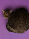 adoptable Cat in Agoura Hills, CA named TRILLY