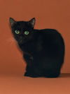 adoptable Cat in Agoura Hills, CA named SALEM