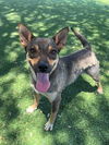adoptable Dog in Agoura Hills, CA named MAMI