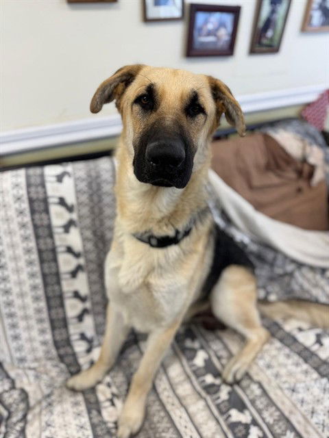 adoptable Dog in Agoura Hills, CA named LEO