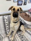 adoptable Dog in Agoura Hills, CA named LEO