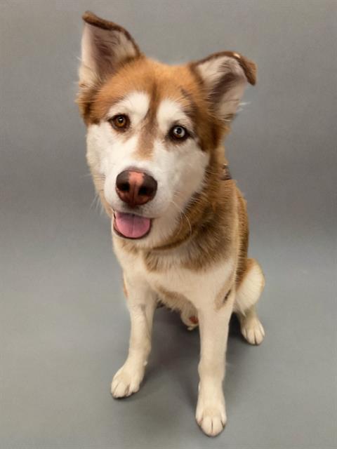 adoptable Dog in Agoura Hills, CA named BRODIE