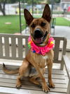adoptable Dog in Agoura Hills, CA named TANGERINE