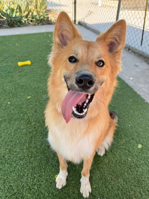 adoptable Dog in Agoura Hills, CA named CALCIFER