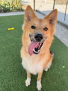 adoptable Dog in agoura hills, CA named CALCIFER