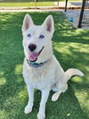 adoptable Dog in Agoura Hills, CA named ROCKET