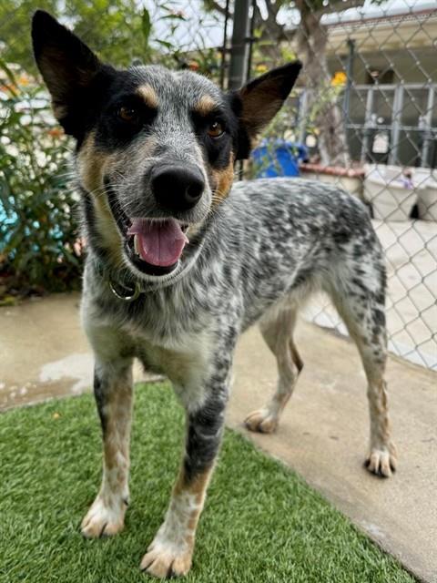 adoptable Dog in Agoura Hills, CA named CODY