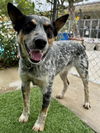 adoptable Dog in agoura hills, CA named CODY