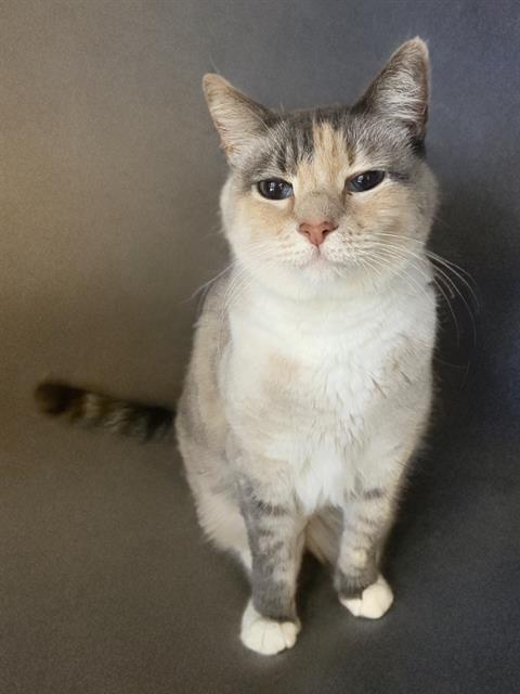 adoptable Cat in Agoura Hills, CA named BELLA