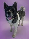adoptable Dog in Agoura Hills, CA named SASHA